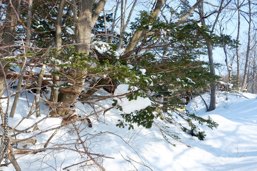 A view of a garden with snow stuck on it.