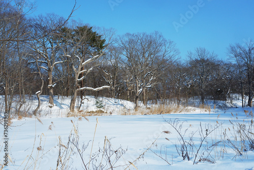 A view of a garden with snow stuck on it.