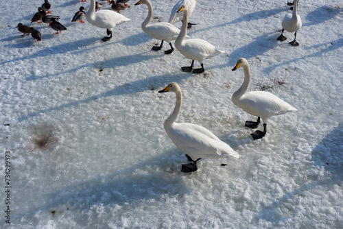 A flock of geese walking on a sheet of ice.