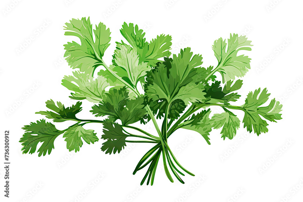 a photo of cilantro herb, vector, screen-print a photo of cilantro herb, vector, screen-print
