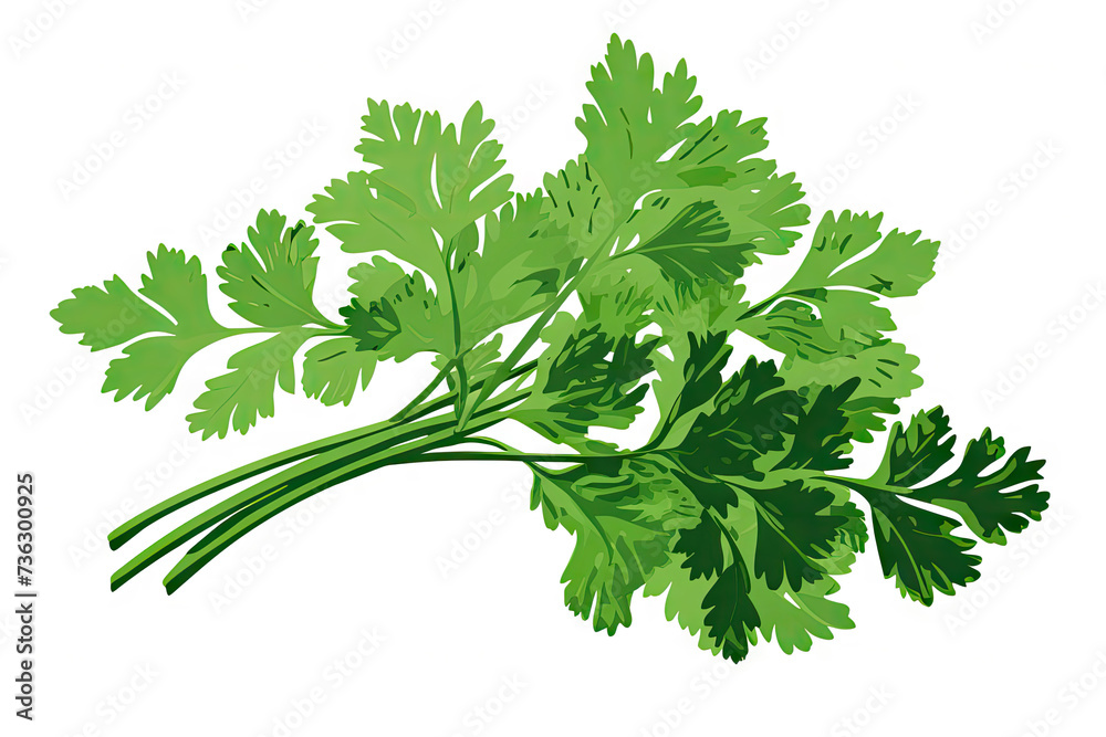 a photo of cilantro herb, vector, screen-print - obrazy, fototapety, plakaty 