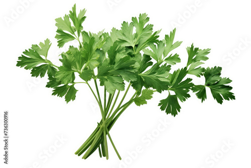 a photo of cilantro herb, vector, screen-print