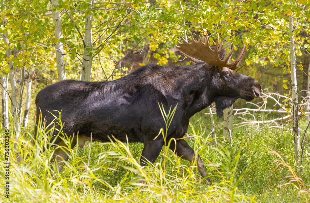 Bull Moose During the Fall Rut in Wyoming Bull Moose During the Fall Rut in Wyoming
