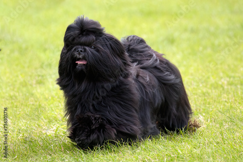 Solid black long haired Shih Tzu dog on grass
