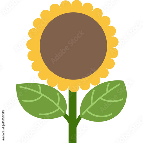 sunflower on white