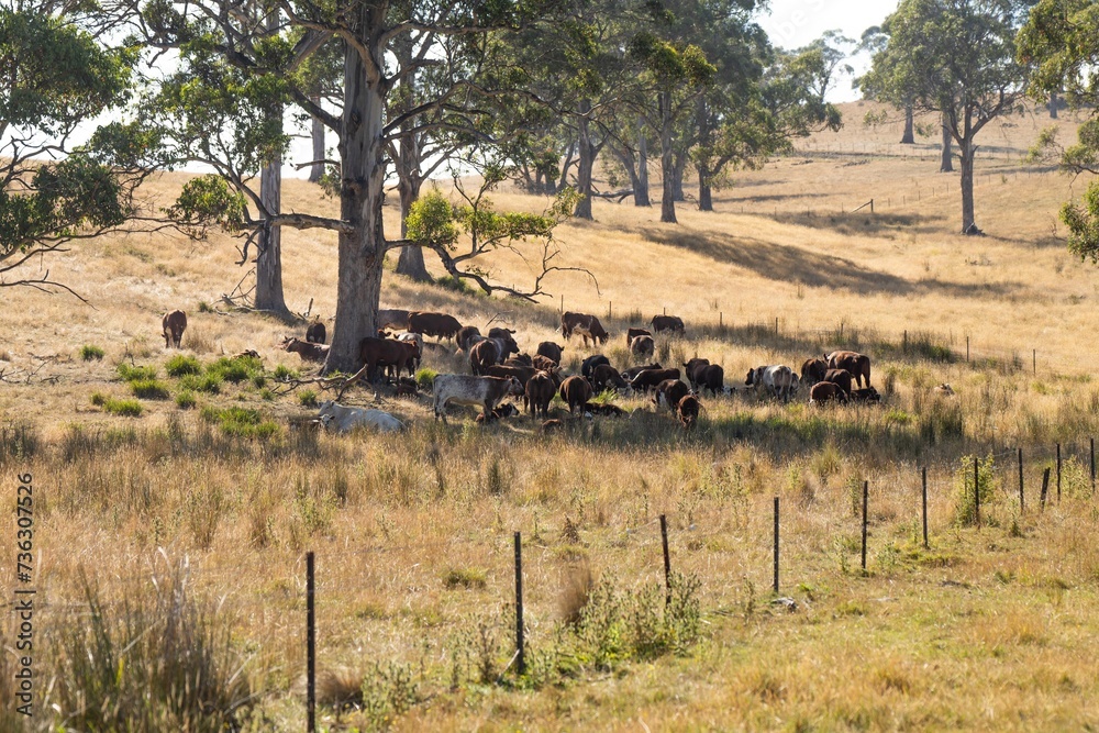 Fototapeta premium Farming landscape of stud angus and wagyu bulls grazing, with beautiful cows and cattle grazing on pasture in spring on a farm, with a crop growing food behind with hills and trees in nature