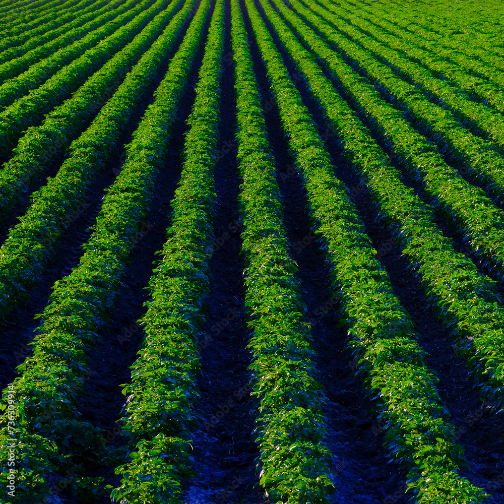 Fototapeta premium Farm Field of Green Lush Crops Growing in Rows or lines