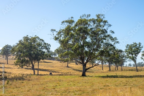 Fotografia Cattle ranch farming landscape, with rolling hills and cows in fields, in Australia