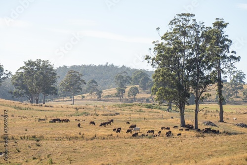 beautiful farming landscape with cows in australia