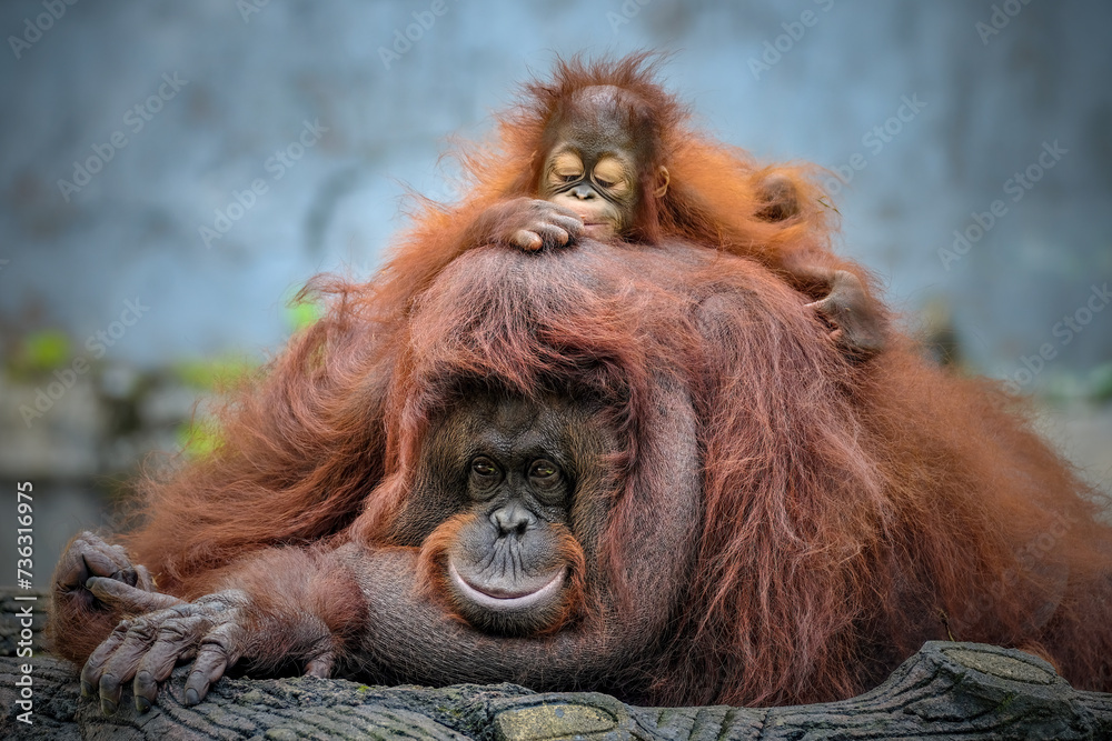 Naklejka premium Mother and baby bornean orangutan