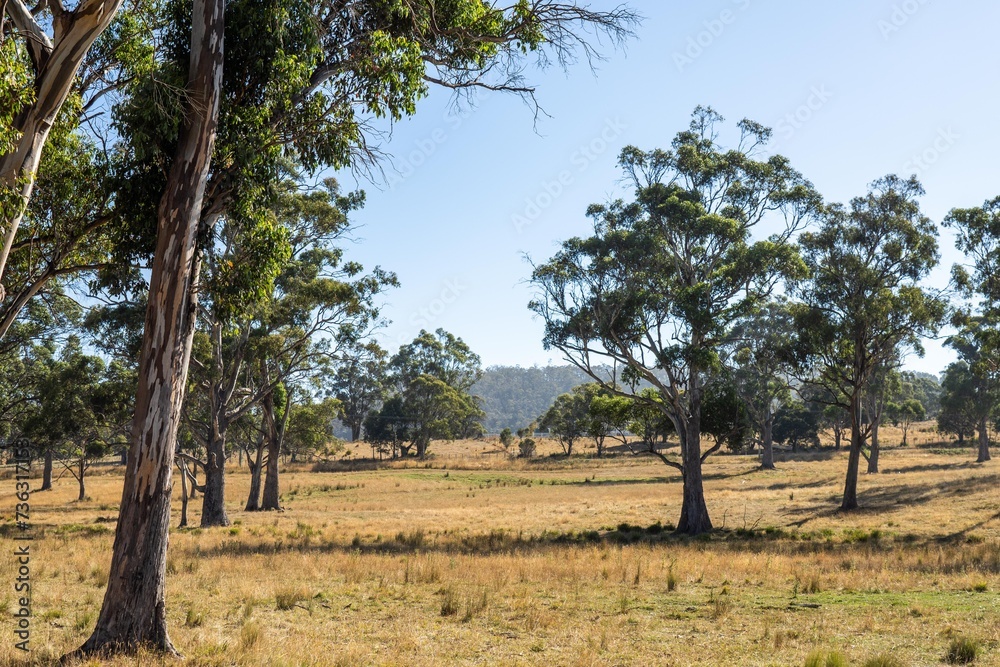 Close up of beef cows and calfs grazing on grass in Australia, on a farming ranch. Cattle eating hay and silage. breeds include speckled park, Murray grey, angus, Brangus, hereford, wagyu