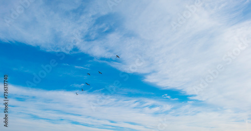 Birds flying in a blue colored sky in winter, Almere, Flevoland, The Netherlands, February 13, 2024