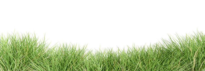 Green grass border set on transparent background
