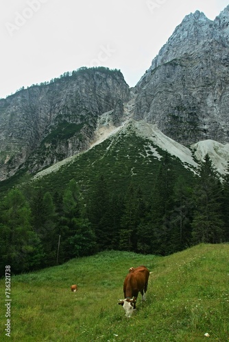 Slovenia - view of cows in the pasture below the Vršič saddle in the Julian Alps