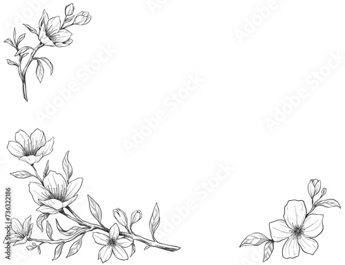 Manuka flower border sketch illustration