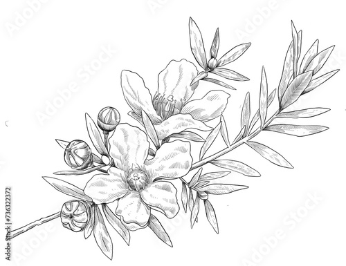 Manuka flower botanical sketch illustration