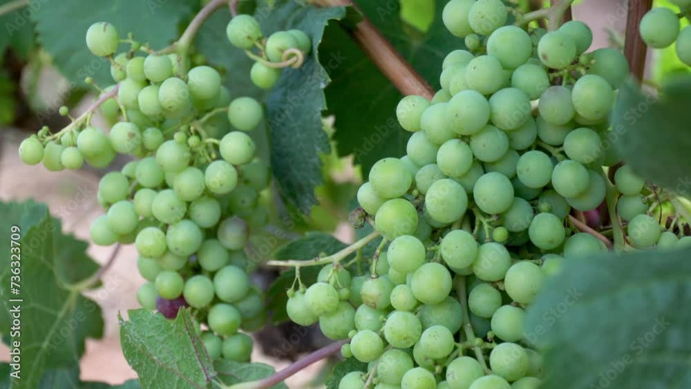 Grapevine at Groot Constantia Wine Farm. Green grapes. Zooming on a bunch of grapes. Grape plantations. Sunny day. Cape Town, South Africa. Grapevine at Groot Constantia Wine Farm. Green grapes. Zooming on a bunch of grapes. Grape plantations. Sunny day. Cape Town, South Africa.