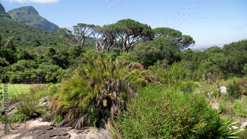 Landscape of the National Botanical Garden Kirstenbosch. Exotic plants, shrubs, trees. The wind blows the leaves. Well maintained garden. Green leaves. Mountains are visible on the horizon. 