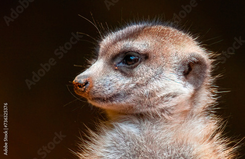 Portrait of a Meerkat (Suricata suricatta) at Hartbeestpoort Dam, North West. photo