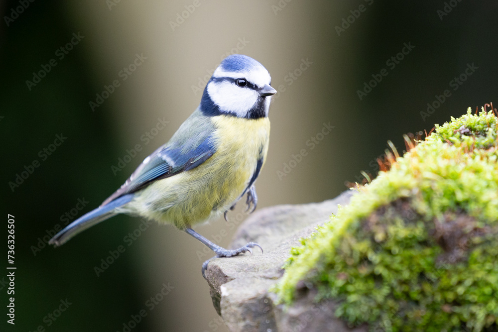 Blue Tit (Cyanistes caeruleus) stands on one leg, posed on a mossy stone in a British back garden in Winter. Yorkshire, UK Blue Tit (Cyanistes caeruleus) stands on one leg, posed on a mossy stone in a British back garden in Winter. Yorkshire, UK