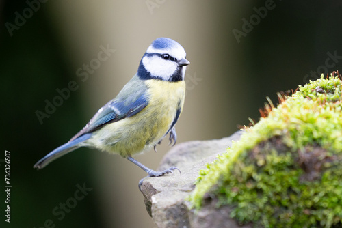 Blue Tit (Cyanistes caeruleus) stands on one leg, posed on a mossy stone in a British back garden in Winter. Yorkshire, UK