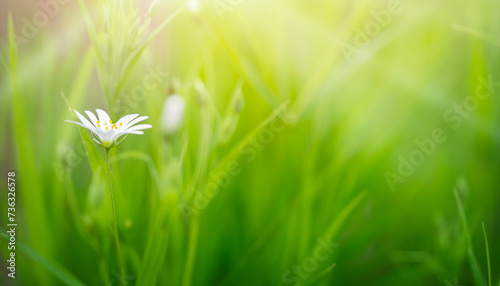 Stellaria holostea white wildflower on green sunny background. Copy space photo