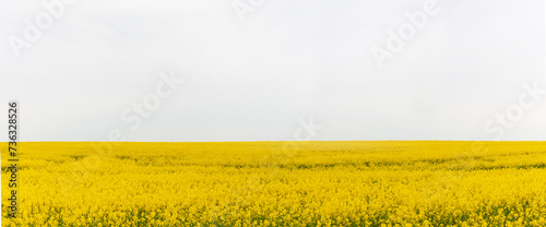 Blühendes Rapsfeld vor weissem Himtergrund