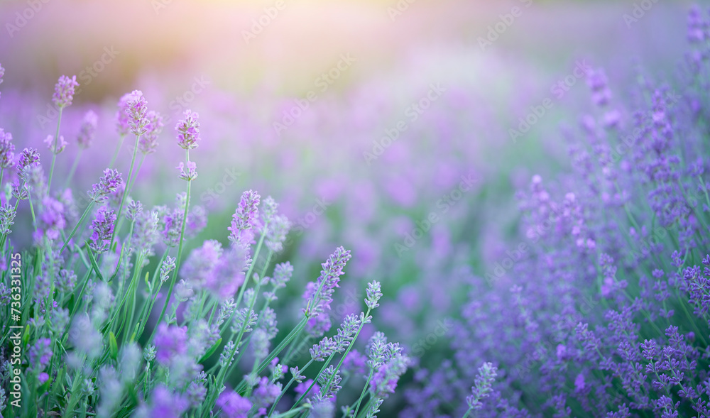 Obraz premium Blooming lavender flowers natural background. Copy space