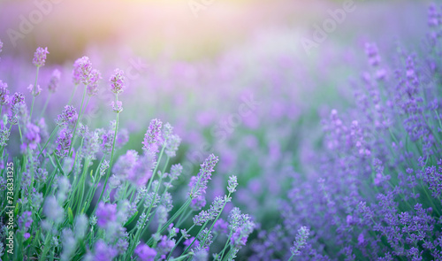 Blooming lavender flowers natural background. Copy space