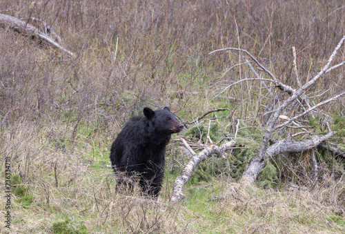 Black Bear in Springtime in Yellowstoen National Park