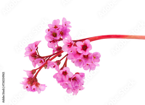 Blossoming leather bergenia isolated on white background, Bergenia crassifolia photo