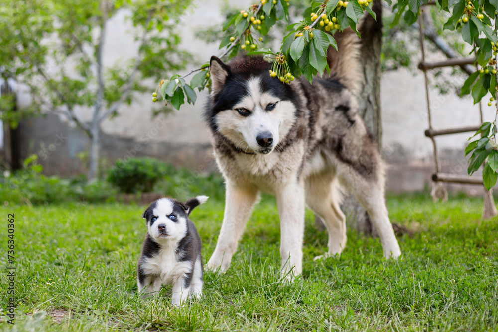 Alaskan Malamute and Puppy in Garden