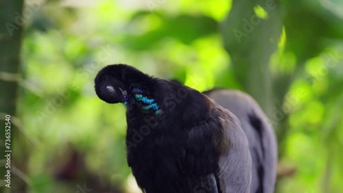 Grey-Winged Trumpeter Preening Its Feathers Outdoors photo