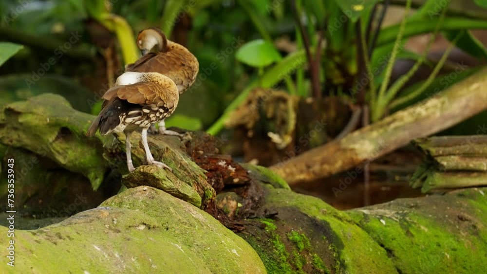 Whistling Ducks Cleaning Their Feathers On Rock Whistling Ducks Cleaning Their Feathers On Rock