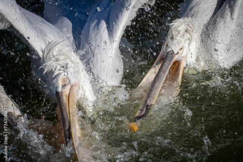 Pelikane bei der Jagd: Majestätische Vögel am Wasser photo