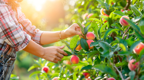 A woman's hands in a plaid shirt are picking apricots from a tree branch on a sunny summer day in close-up.