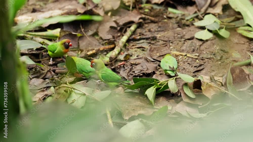 Cute Lovebirds Walking And Eating On The Muddy Ground Cute Lovebirds Walking And Eating On The Muddy Ground