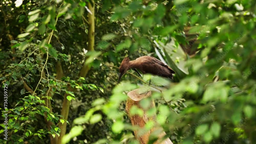 Hamerkop Bird Relaxes And Scratches On Forest Trunk Hamerkop Bird Relaxes And Scratches On Forest Trunk