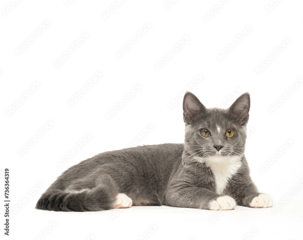 Gray and white cat