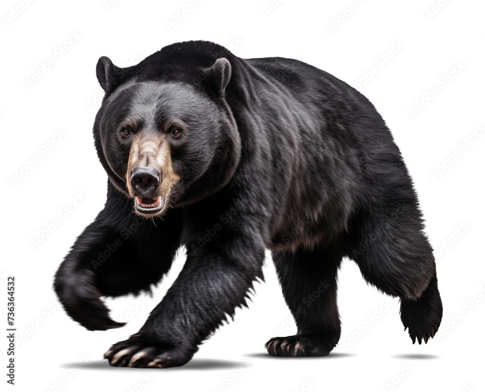 Fototapeta premium Scary black bear in running motion, isolated transparent background