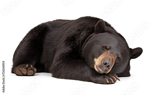 Cute Black Bear sleeping in hibernation, isolated background photo