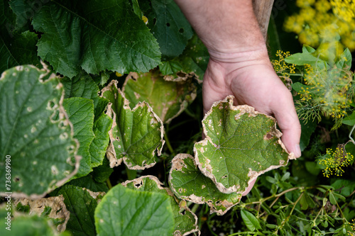 Beds care. Horticulture crops. Cucumber leaf affected by diseases or pests in garden or greenhouse. Lack of trace elements and macronutrients photo