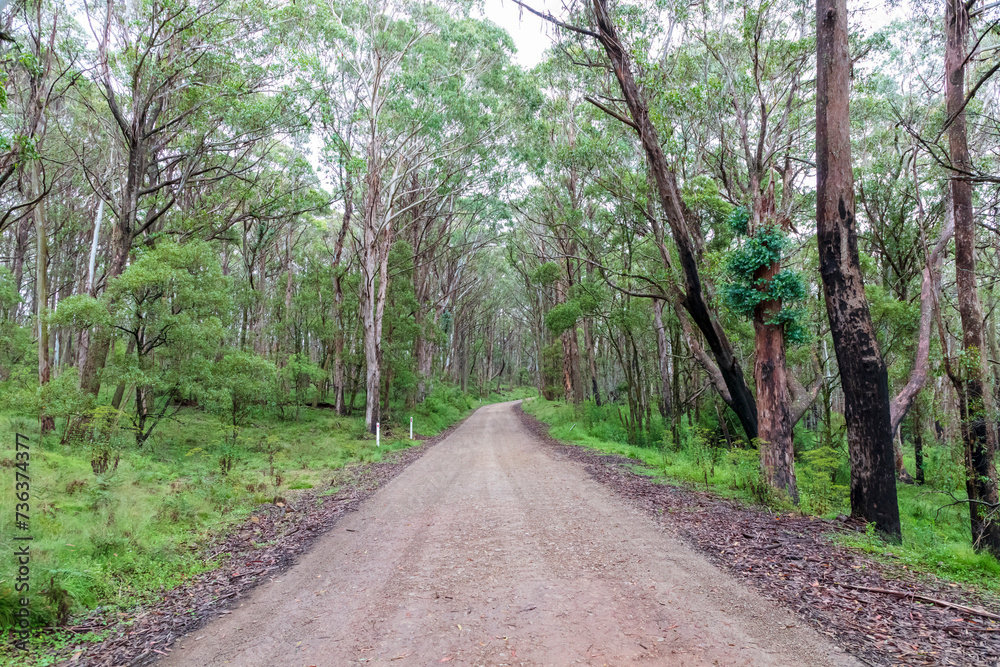 Photograph of a dirt road running through a large forest recovering from bushfire in the Central Tablelands in New South Wales in Australia Photograph of a dirt road running through a large forest recovering from bushfire in the Central Tablelands in New South Wales in Australia