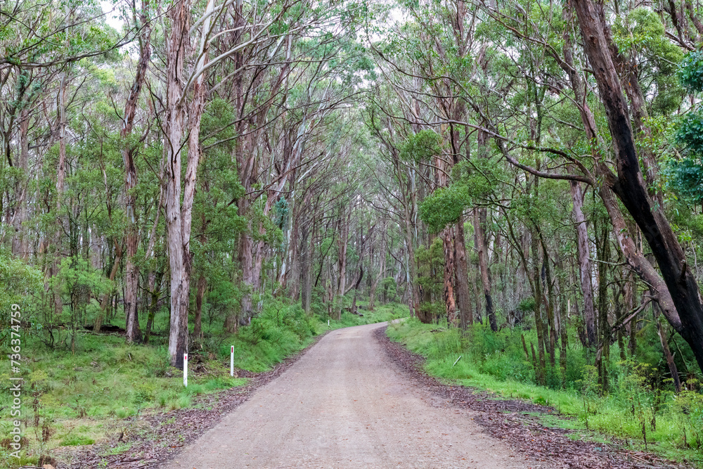Obraz premium Photograph of a dirt road running through a large forest recovering from bushfire in the Central Tablelands in New South Wales in Australia