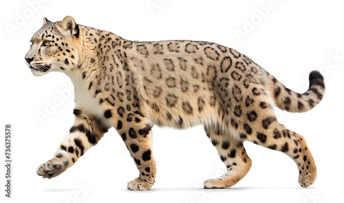 Walking Snow leopard isolated on transparent background
