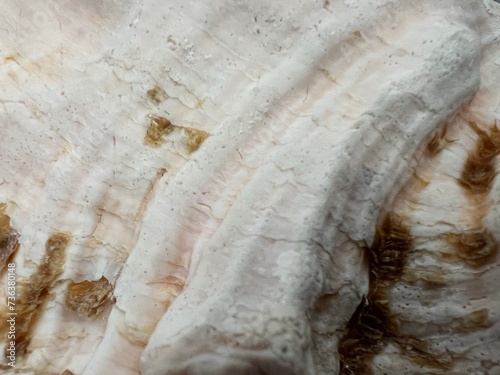 seashell surface texture
