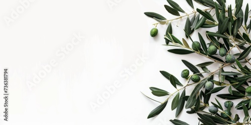 Isolated Branch Of Olive Tree With Green Olives And Leaves On White Background.   oncept Nature s Bounty  Olive Tree And Fruits  Green Olives On White  Lush Olive Leaves