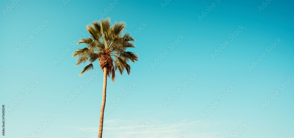 Obraz premium Palm tree against the background of a blue bright cloudless blue sky. Tropical plant