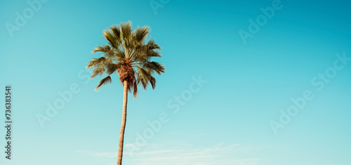 Palm tree against the background of a blue bright cloudless blue sky. Tropical plant © Mariia