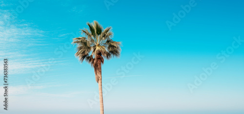 Palm tree against the background of a blue bright cloudless blue sky. Tropical plant